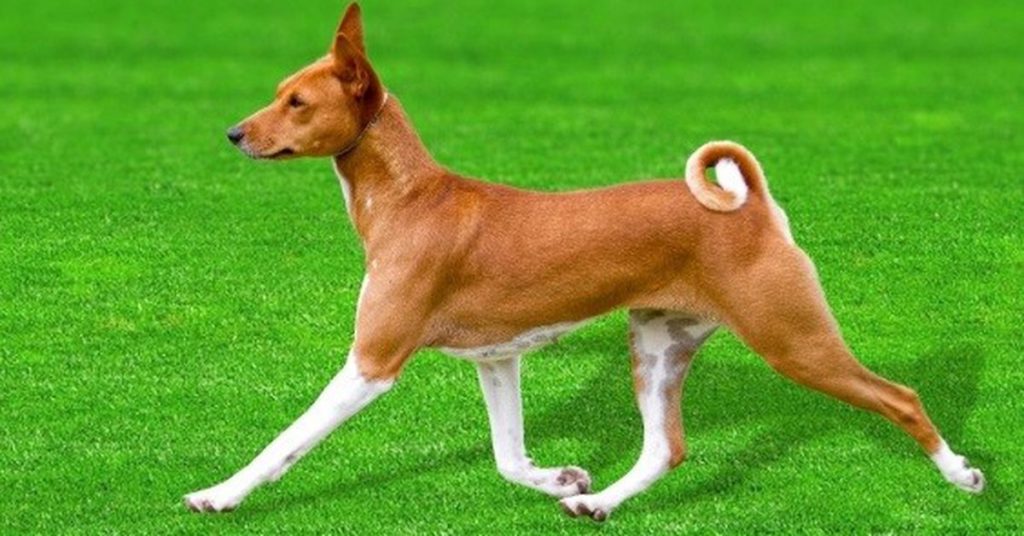 Science.  The dog genome that does not bark informs canine development