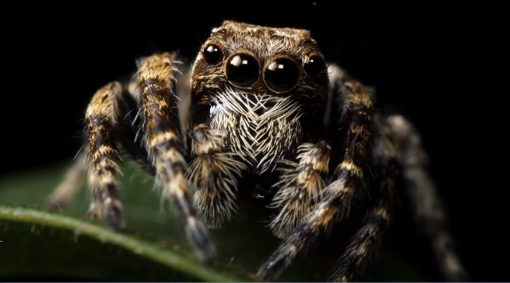 To contribute to technological progress, spiders are science’s best friends